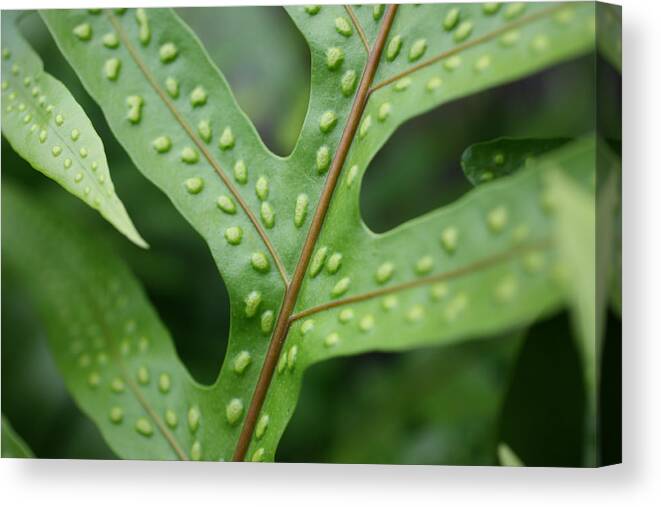 Hawaii Canvas Print featuring the photograph Go Green by John Magyar Photography