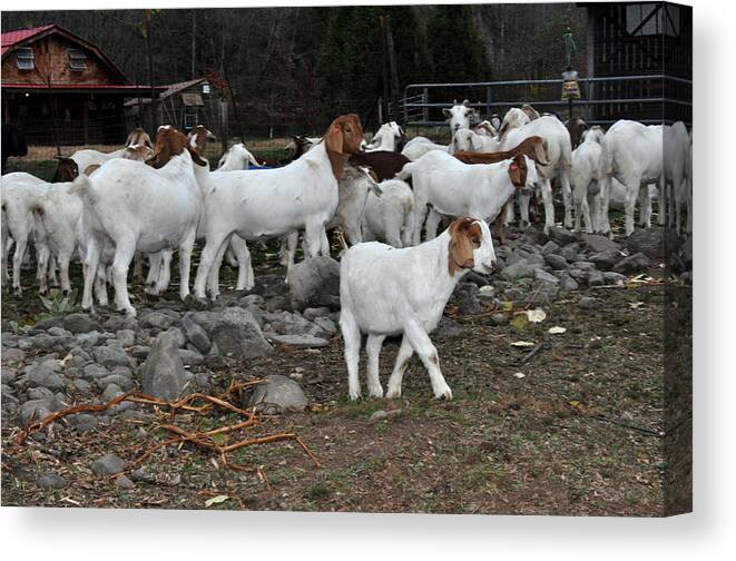 Goats Canvas Print featuring the photograph Goats by Diane Lent