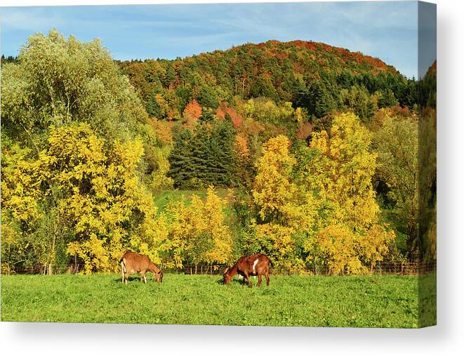 Scenics Canvas Print featuring the photograph Goats On Pasture, Palatinate Forest by Jochen Schlenker