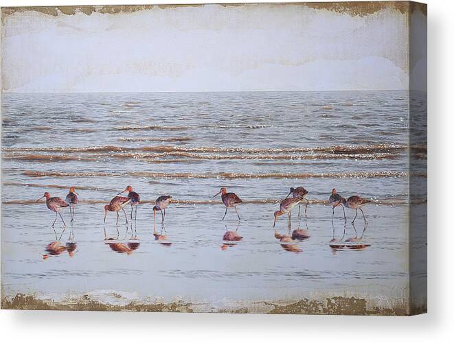 Animal Canvas Print featuring the photograph Godwits Wading In Sea At Waters Edge by Ikon Ikon Images