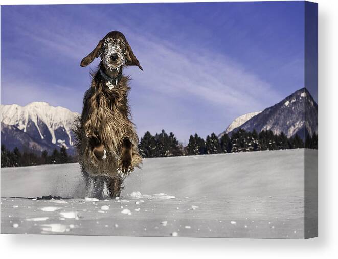 Landscape Canvas Print featuring the photograph Godzilla by Robert Krajnc