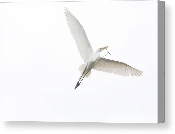 Great White Egret Canvas Print featuring the digital art Going Home by Jayne Carney