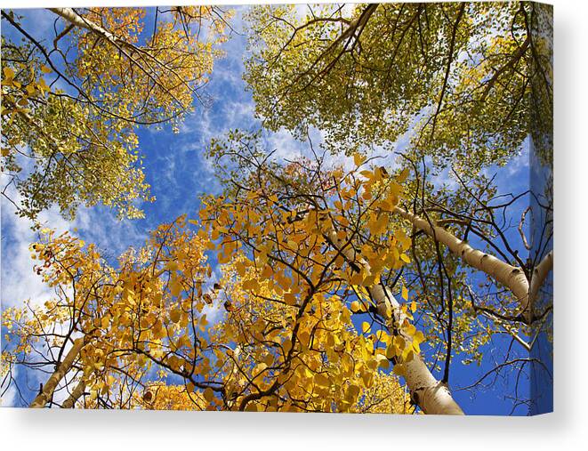 Landscape Canvas Print featuring the photograph Golden Aspens and Blue Sky by Daniel Woodrum