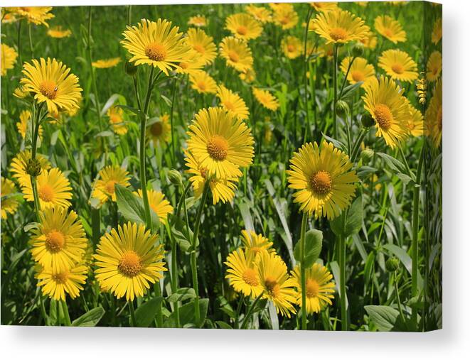 Flower Canvas Print featuring the photograph Golden Asters by Gary Corbett