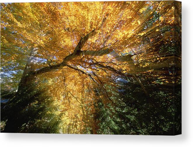 Feb0514 Canvas Print featuring the photograph Golden-colored Autumn Foliage Abstract by Konrad Wothe