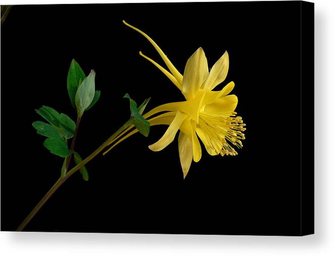 Yellow Canvas Print featuring the photograph Golden Columbine by James Capo