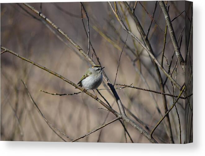 Wildlife Canvas Print featuring the photograph Golden-crowned Kinglet by James Petersen