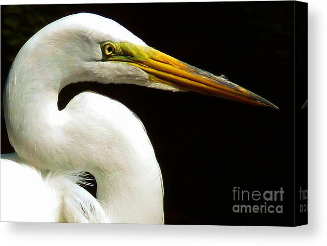 White Egret Canvas Print featuring the photograph Golden Eye by Susan Duda