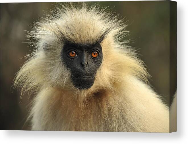 Thomas Marent Canvas Print featuring the photograph Golden Langur Chakrashila Wildlife by Thomas Marent