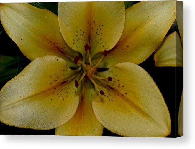 Yellow Flowers Canvas Print featuring the photograph Golden Lily by Marti Buckely