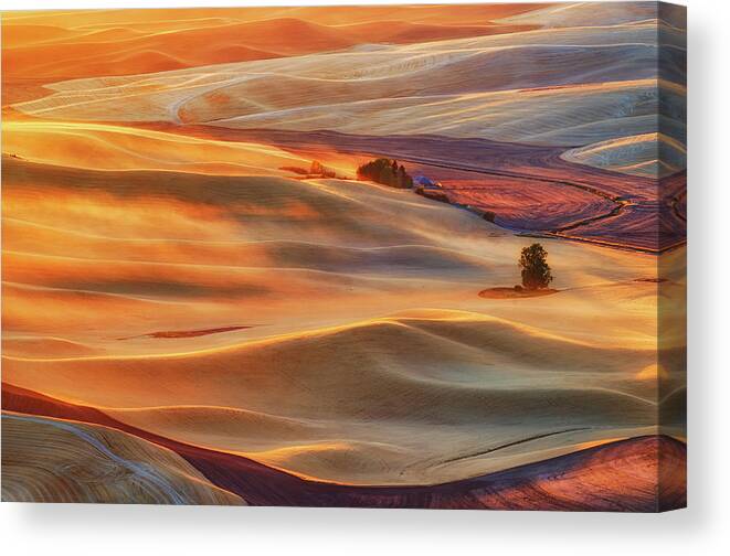 Gold Canvas Print featuring the photograph Golden Palouse by Lydia Jacobs