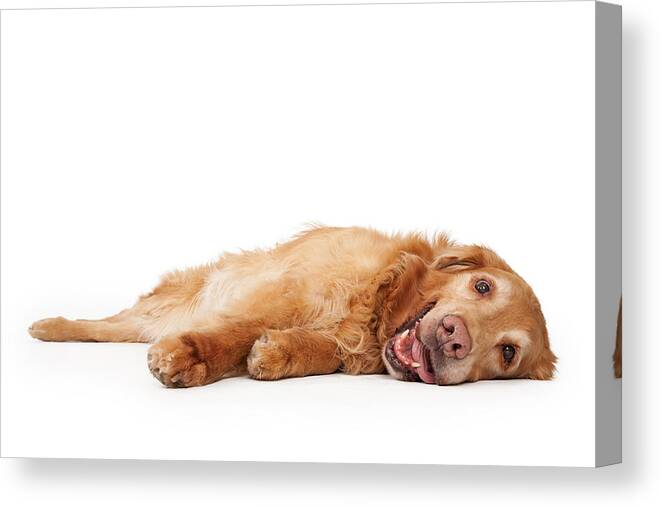 Dog Canvas Print featuring the photograph Golden Retriever Dog Laying Down by Good Focused