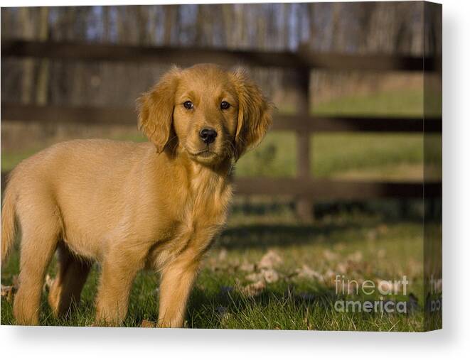 Adorable Canvas Print featuring the photograph Golden Retriever Pup by Linda Freshwaters Arndt