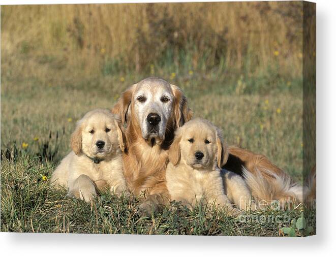 Golden Retriever Canvas Print featuring the photograph Golden Retriever With Puppies by Rolf Kopfle