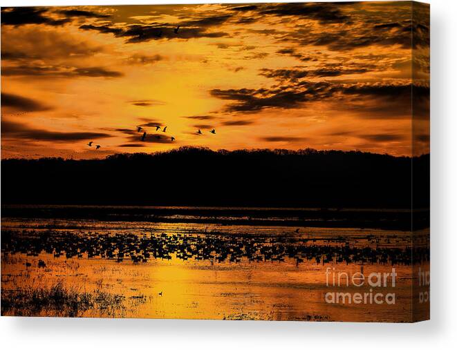 Snow Geese Canvas Print featuring the photograph Golden Silhouettes by Elizabeth Winter