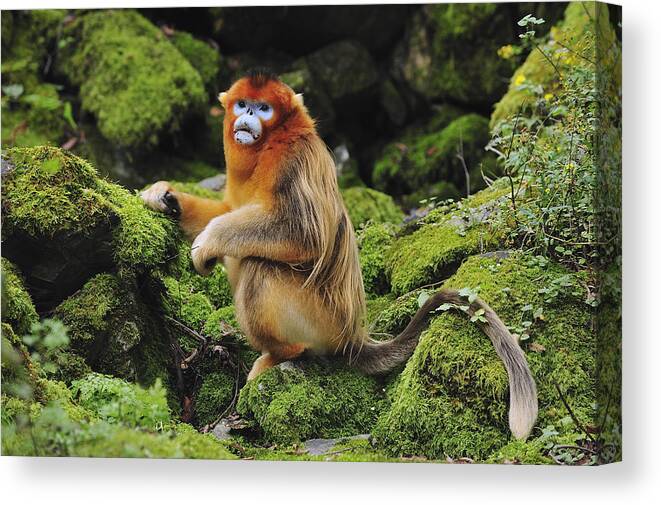Feb0514 Canvas Print featuring the photograph Golden Snub-nosed Monkey Male China by Thomas Marent