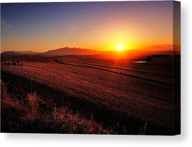 Sunrise Canvas Print featuring the photograph Golden Sunrise over Farmland by Johan Swanepoel