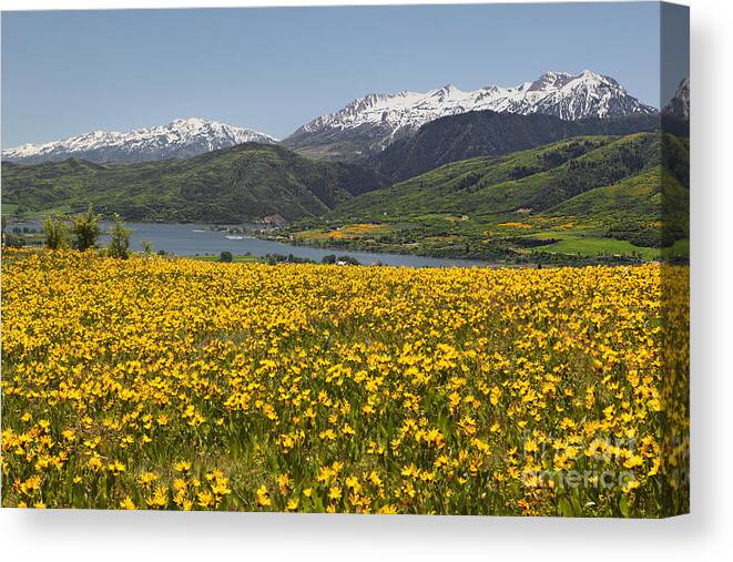 Wildflower Canvas Print featuring the photograph Golden Valley by Bill Singleton