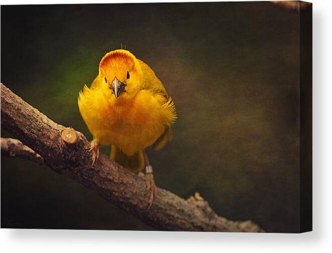Yellow Canvas Print featuring the photograph Golden Weaver Bird by Maria Angelica Maira
