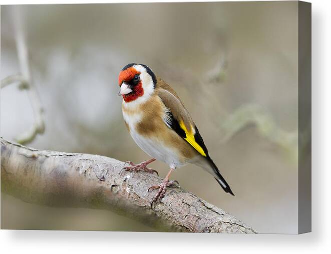 Goldfinch Canvas Print featuring the photograph Goldfinch by Chris Smith