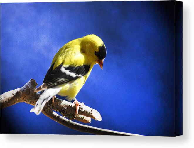 American Goldfinch Canvas Print featuring the photograph Goldfinch in the Blues by Randall Branham
