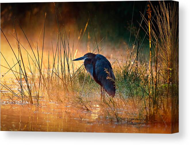 Heron Canvas Print featuring the photograph Goliath heron with sunrise over misty river by Johan Swanepoel