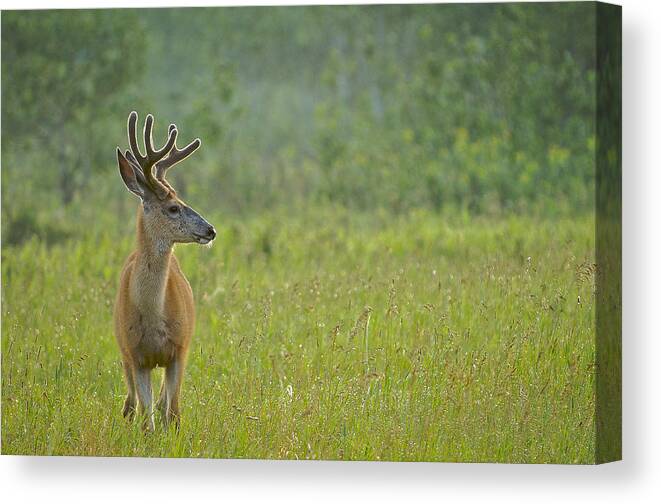Alberta Canvas Print featuring the photograph Good Morning Deer by Bill Cubitt