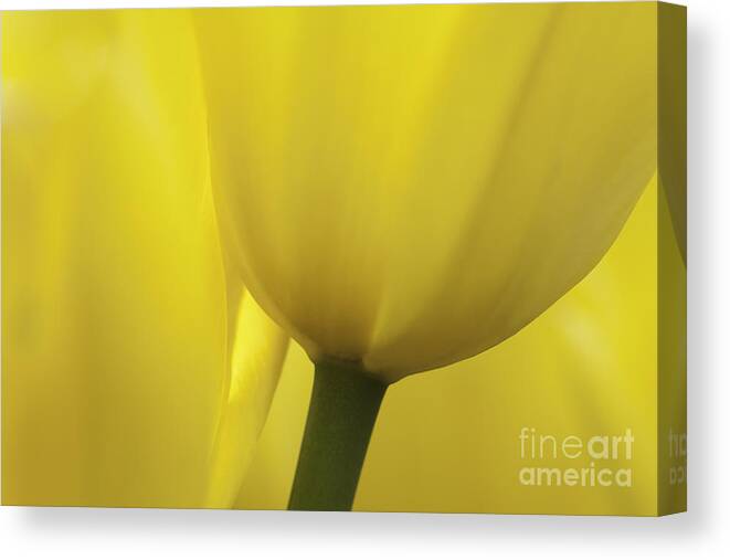 Tulip Canvas Print featuring the photograph Good Morning Sunshine by Patty Colabuono