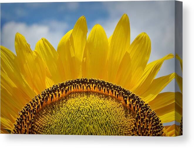 Good Morning Sunshine Canvas Print featuring the photograph Good Morning Sunshine by Skip Hunt
