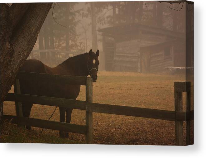 Horse Canvas Print featuring the photograph Good Mornin'Lucky by Tammy Schneider