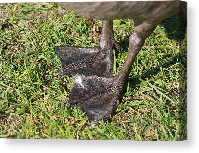 Adaptation Canvas Print featuring the photograph Goose Feet by Jeanne White
