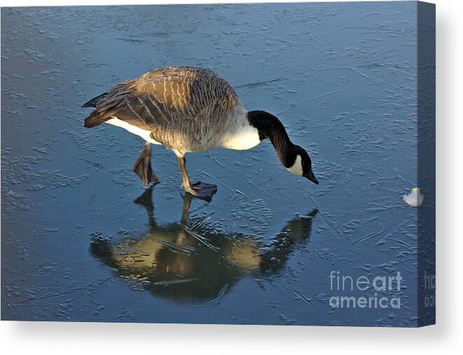 St James Lake Canvas Print featuring the photograph Goose on Ice by Jeremy Hayden