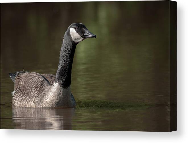 Goose On Water Canvas Print featuring the photograph Goose On Pond by Len Romanick