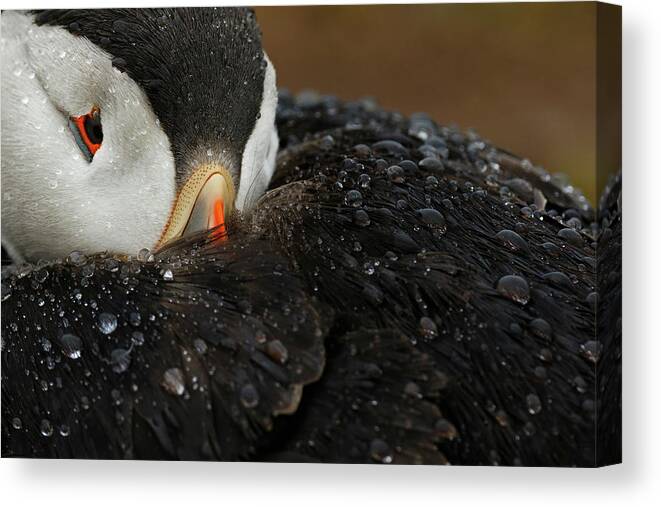 Feather Canvas Print featuring the photograph Goretex by Mario Su?rez