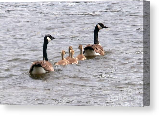 Tree Canvas Print featuring the photograph Gosling Escort by Joseph Baril