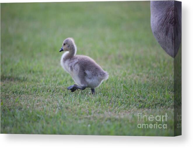 Gosling Canvas Print featuring the photograph Gosling Stroll by Dale Powell