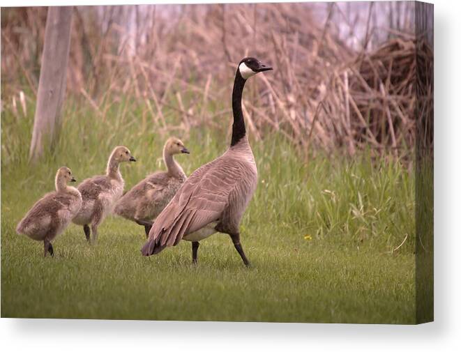 Geese Canvas Print featuring the photograph Goslings On A Walk by Jeff Swan