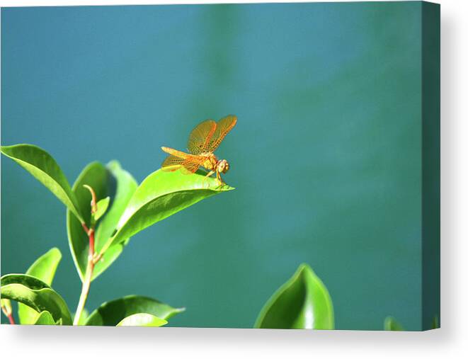 Dragonfly Canvas Print featuring the photograph Gossamar Wings by James Knight