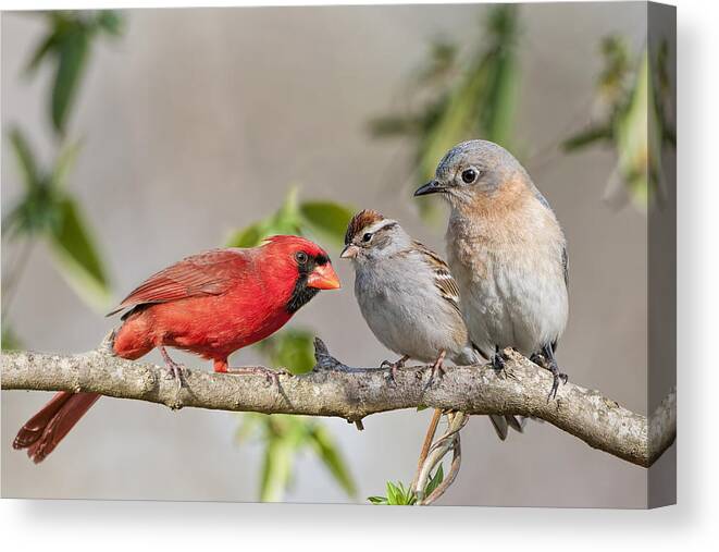 Gossip Session Canvas Print featuring the photograph Gossip Session by Bonnie Barry
