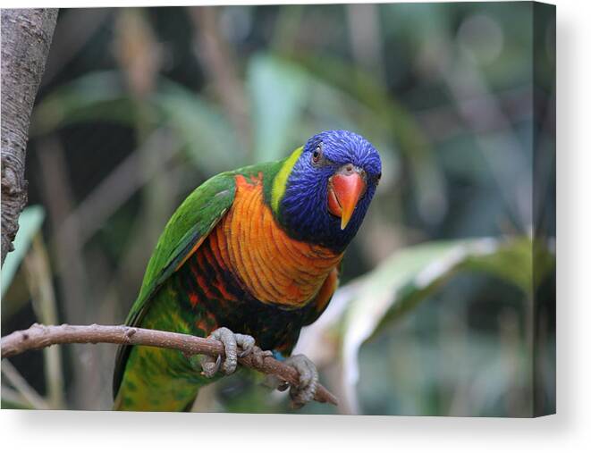 Lorie Canvas Print featuring the photograph Curious Lorikeet by Valerie Collins