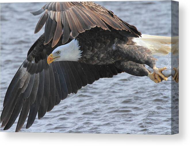 American Bald Eagle Canvas Print featuring the photograph Got My Eye on You by Coby Cooper