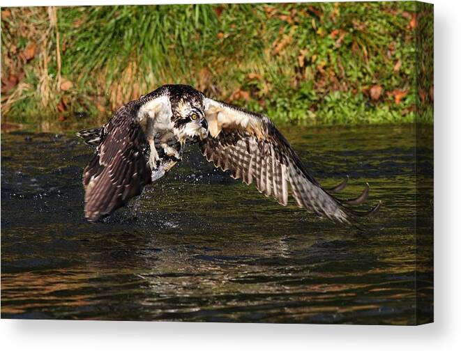 Osprey With Catch Canvas Print featuring the photograph Gotcha by Mike Farslow