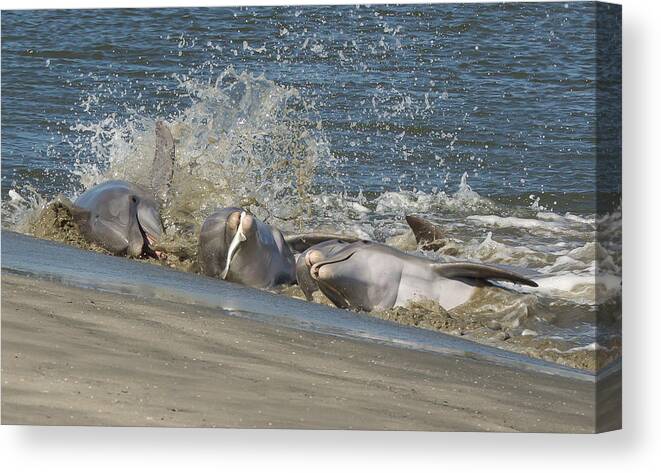 Ocean Canvas Print featuring the photograph Gotcha by Patricia Schaefer