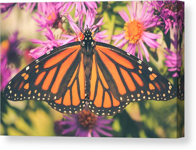 Monarch Canvas Print featuring the photograph Grace and Beauty by Viviana Nadowski
