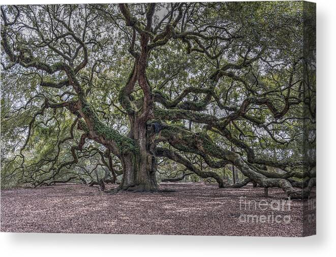 Angel Oak Tree Canvas Print featuring the photograph Grand Angel Oak Tree by Dale Powell