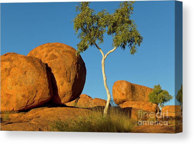 00477478 Canvas Print featuring the photograph Trees and Devils Marbles by Yva Momatiuk John Eastcott