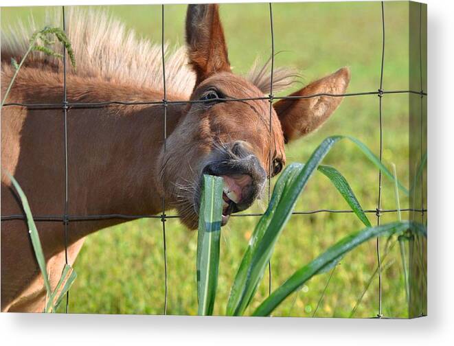 Pet Canvas Print featuring the photograph Grass Is Greener by Charlotte Schafer