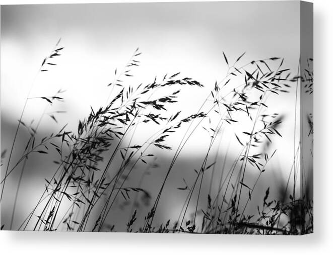 Grass Canvas Print featuring the photograph Grass on Mount Iwaki by Brad Brizek