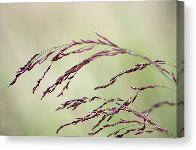 Grass Canvas Print featuring the photograph Grass Seed by Leeon Photo