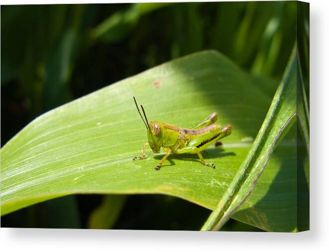 Antenna Canvas Print featuring the photograph Grasshopper on Corn Leaf  by Lars Lentz